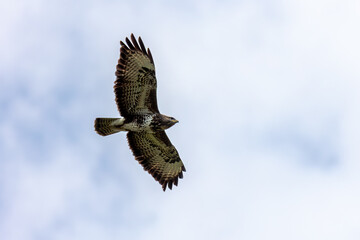 Fototapeta premium Bird of prey soaring high in sky with wings spread against light blue background, Germany, Augsburg,