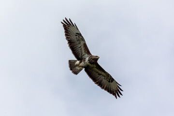 Fototapeta premium Bird of prey gliding through sky with detailed wing pattern in natural flight scene, Germany, Augsburg,