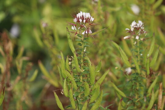 Redwhisker clammyweed (Polanisia dodecandra) white flowers with prominent red stamens and green seed pods in a sunny summer garden
