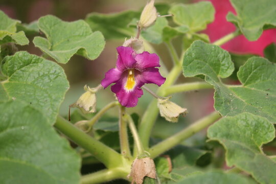 Purple Devil's claw (Proboscidea louisianica) flower and large green leaves blooming in a sunny summer garden