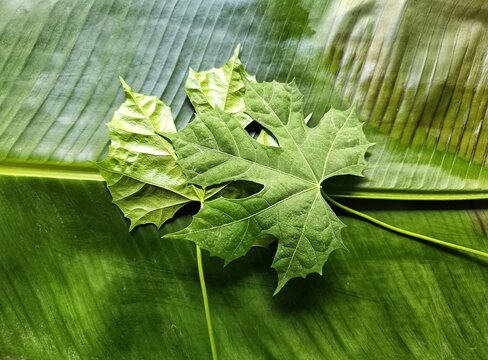 Fresh chaya leaves cnidoscolus aconitifolius tree spinach on green banana leaf musa x paradisiaca