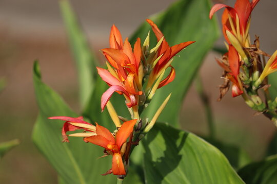 Orange Canna lily (Canna indica) flowers blooming on a green leafy background in a summer garden