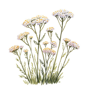 A gentle cluster of yarrow blossoms in soft sunlit meadow tones.