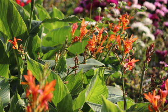 Orange Canna lily (Canna indica) flowers and large green leaves blooming in a sunny garden bed