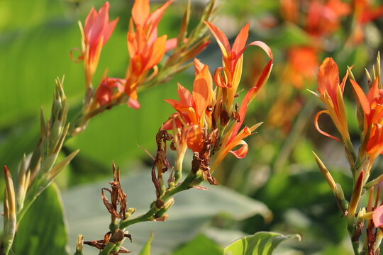 Orange Canna lily (Canna indica) flowers blooming in a sunny garden with green foliage