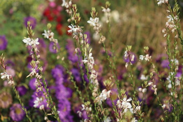 Obraz premium White Gaura (Oenothera lindheimeri) flowers in various blooming stages on slender upright stems in a sunny garden
