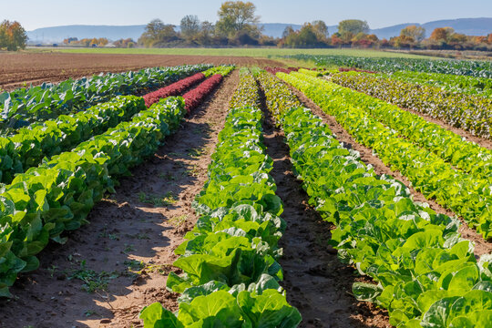 Rows of green lettuce and colorful crops growing in a farm field on a sunny day in autumn
