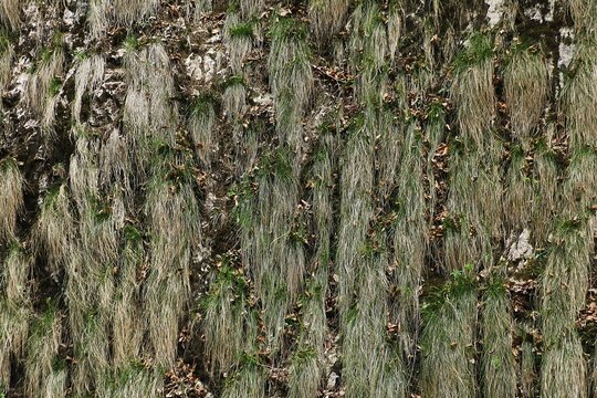 Usnea texture.