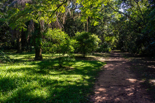 Forest path through dense trees at the Botanical Garden in Porto Alegre