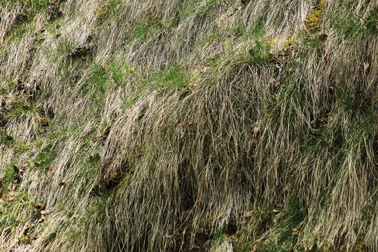Stipa texture.