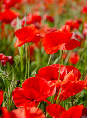 Naklejka premium feuriger Mohn.Amazing beautiful multitude of poppies growing