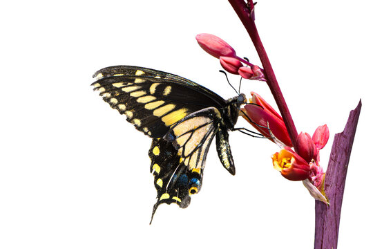 Anise Swallowtail (Papilio zelicaon) Photo, Perched and Feeding on a Red Yucca (Hesperaloe parviflora) bloom, Over a Transparent Isolated PNG Background