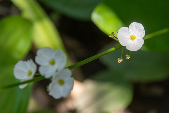 white aquatic flower on green stem. small white three-petaled blooms with yellow centers rise on slender stems in soft bokeh light. macro nature and botanical photography