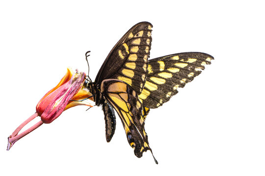Anise Swallowtail (Papilio zelicaon) Photo, Perched and Feeding on a Red Yucca (Hesperaloe parviflora) bloom, Over a Transparent Isolated PNG Background