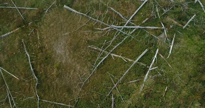 Top view of dead forest with fallen trees and bird nests on branches.