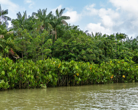 River boat tour on the Guama River at Belem do Para, a city on the north area of Brazil.