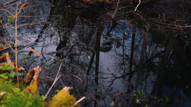 Dark Water Reflection with Branches Moody Nature Scene