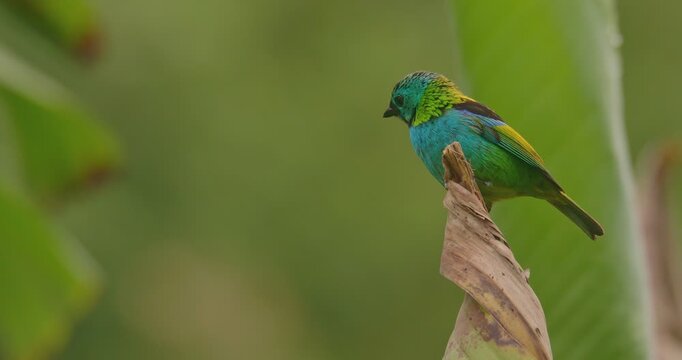 Green-headed tanager perched on a platano tree in Atlantic Rain Forest