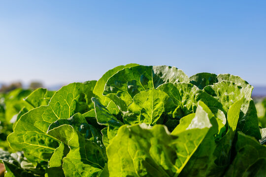 Fresh green lettuce growing under blue sky on a sunny day in vegetable field
