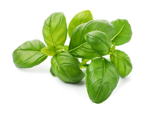 Fototapeta premium Fresh green basil leaves isolated on white