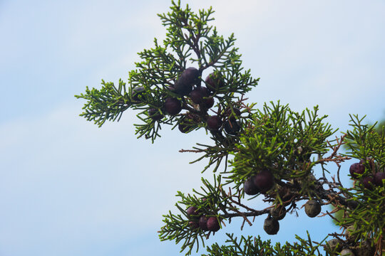Juniperus oxycedrus ( common names: prickly juniper, prickly cedar, cade juniper, sharp cedar)