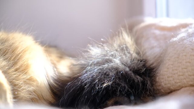 Fluffy cat tail wagging . Cats wagging their tails can be signs of emotions like angry, anxiety, concentration, agitation, stress. Longhair breed cat