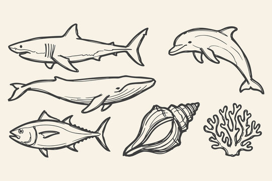 Sea Animals Set Shark, Dolphin, Whale, Fish, Shell, Coral Collection Hand Drawn Line Art Vector Illustration Design.