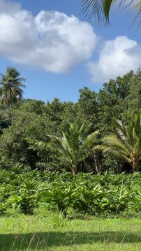 vertical 4K landscape of a lush atom (shell ginger) field with tropical palm trees and a cloudy blue sky 