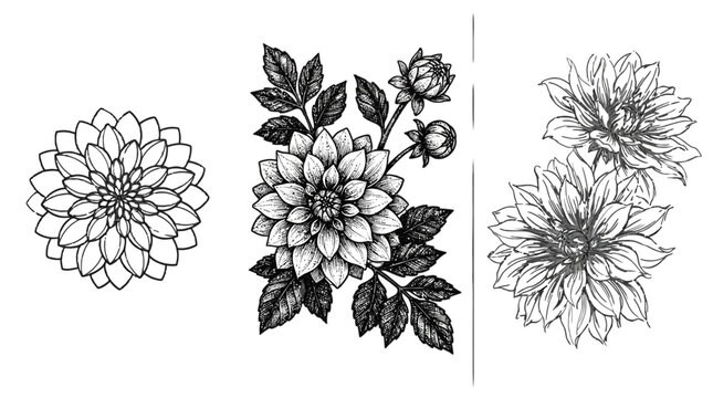 Detailed hand-drawn botanical illustrations of decorative dahlias with leaves and buds