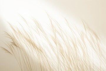 Fototapeta premium Delicate pampas grass plumes swaying softly against a glowing neutral background