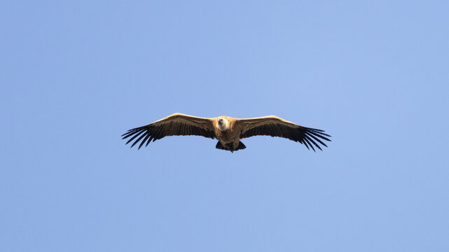 Griffon Vulture (Gyps fulvus) soaring in the clear blue sky with wings spread