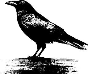 Obraz premium High contrast black and white raven perched on bust ink composition with textured base for poster and banner design