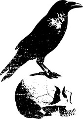 Obraz premium High contrast black and white ink illustration of a raven standing beside a human skull for gothic poster and tattoo design