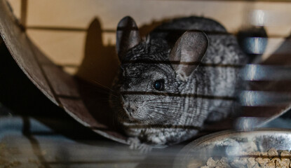 Obraz premium Chinchilla sitting in wheel in domestic environment close up.