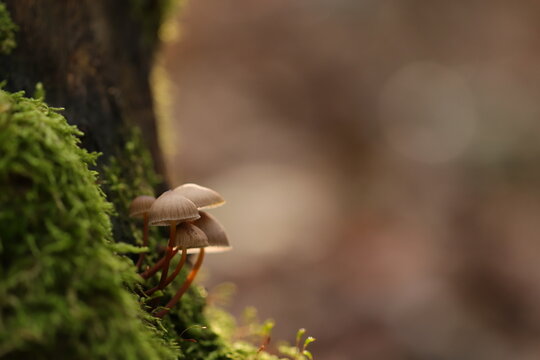 funghi nel bosco in autunno