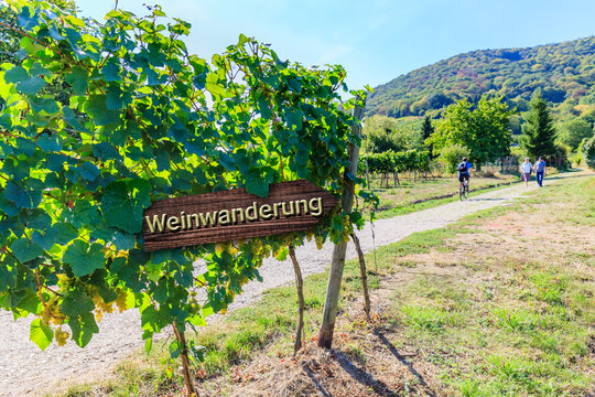 Weinwanderung trail in a vineyard with people walking and enjoying nature on a sunny day in the countryside