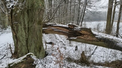 Zima w parku  © WalDec