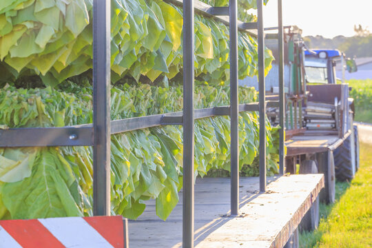 Workers load tobacco leaves onto a trailer during a sunny afternoon in a rural area