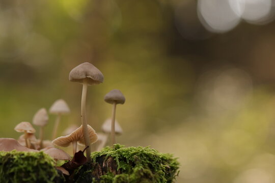 funghi nel bosco in autunno