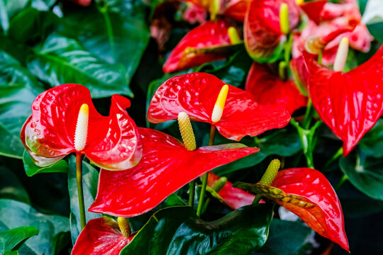 Bright red flowers bloom in a garden setting with lush green leaves around them during sunny weather