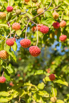 Fruit grows on branches of a tree in the sunshine during a clear day in the orchard
