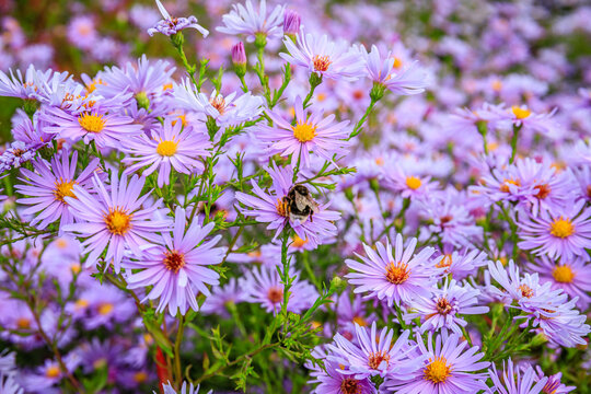 Bumblebee gathers pollen from purple flowers in a garden during a sunny day in spring