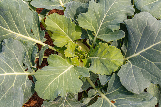 Growing fresh green vegetables in a garden during the day with sunlight shining down