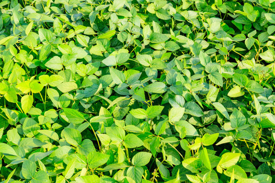 Green soy plants grow in a field during the warm months of summer in a rural area
