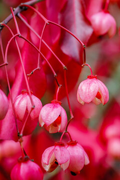 Bright pink flowers hang on branches in a garden during spring, showcasing their natural beauty and vibrant colors