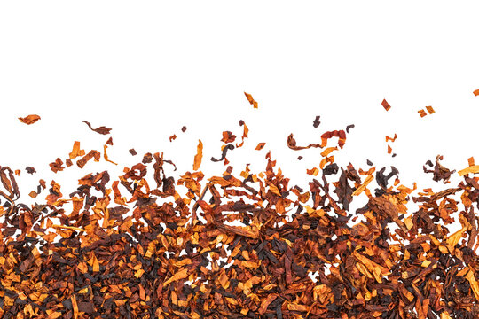Tobacco leaves scattered on a white background during processing and preparation