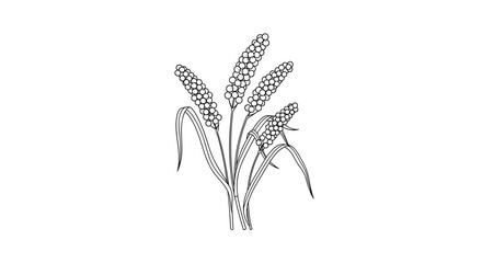 Fototapeta premium Elegant botanical sketch of grain stalks with detailed seeds and long leaves is presented as a black and white line drawing.