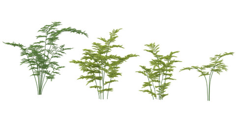 Naklejka premium Set of Asparagus trees on transparent background