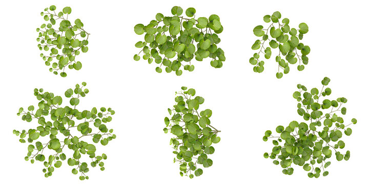 Set of Dichondra plants on transparent background from the top view