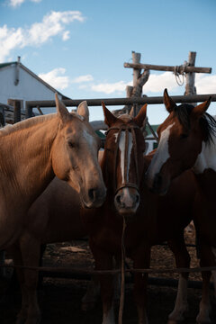 Tres caballos